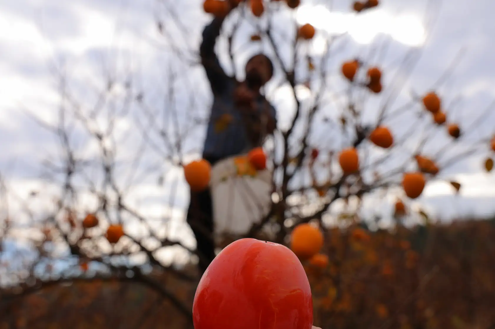 Bahçede 25, markette 80 lira