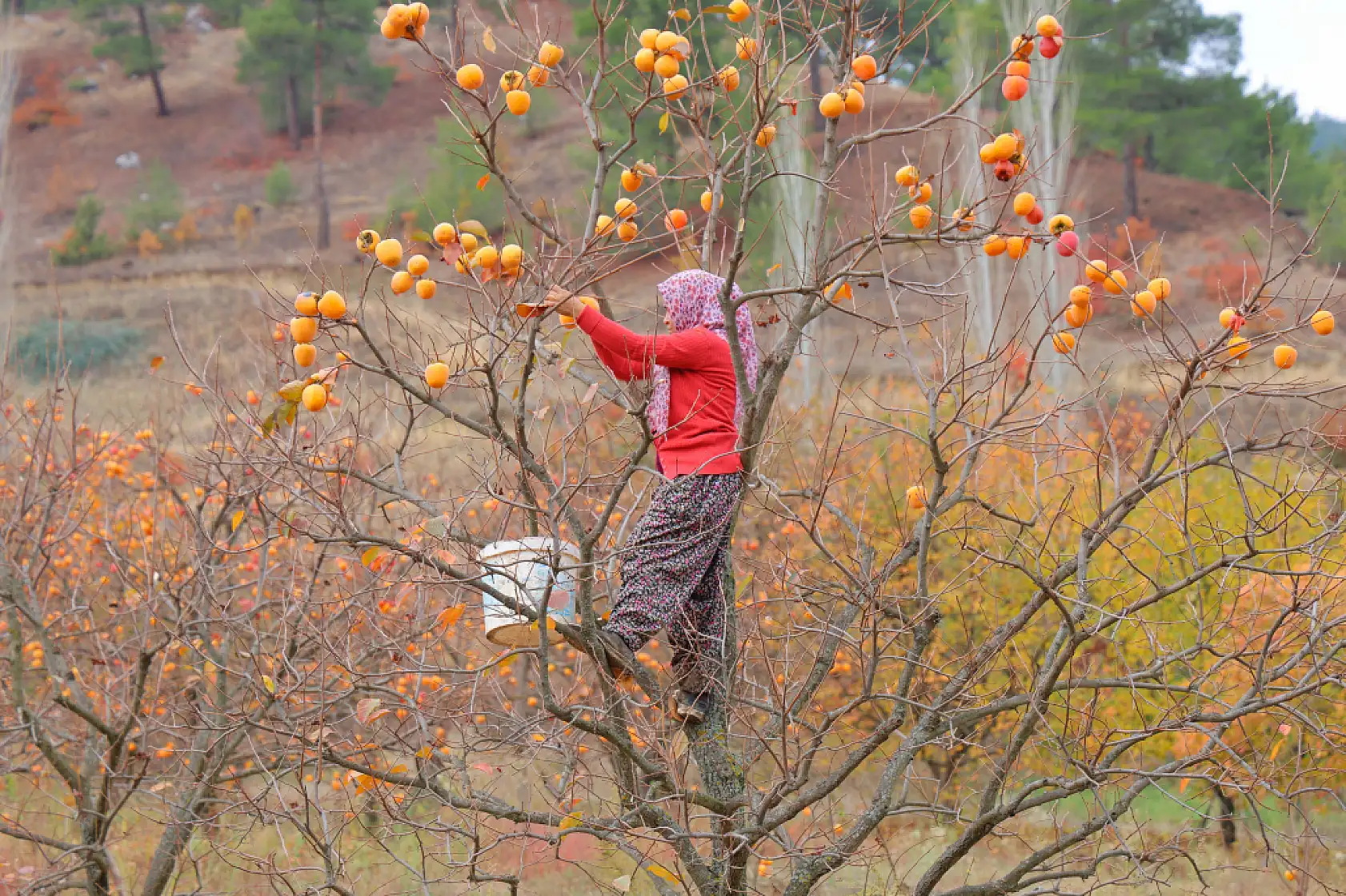 Bahçede 25, markette 80 lira
