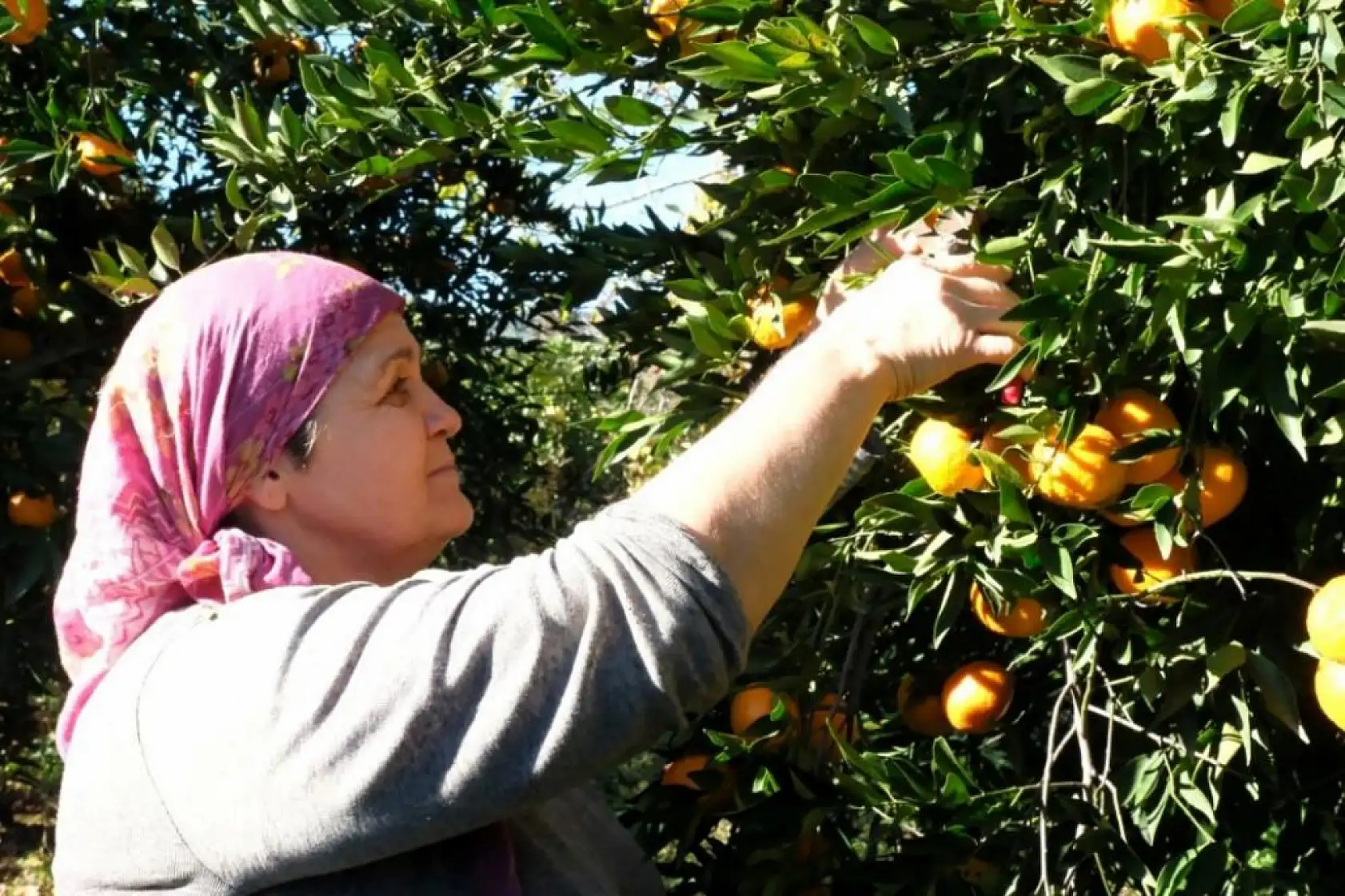 Başkan Mandalinci, mandalina hasadına katıldı