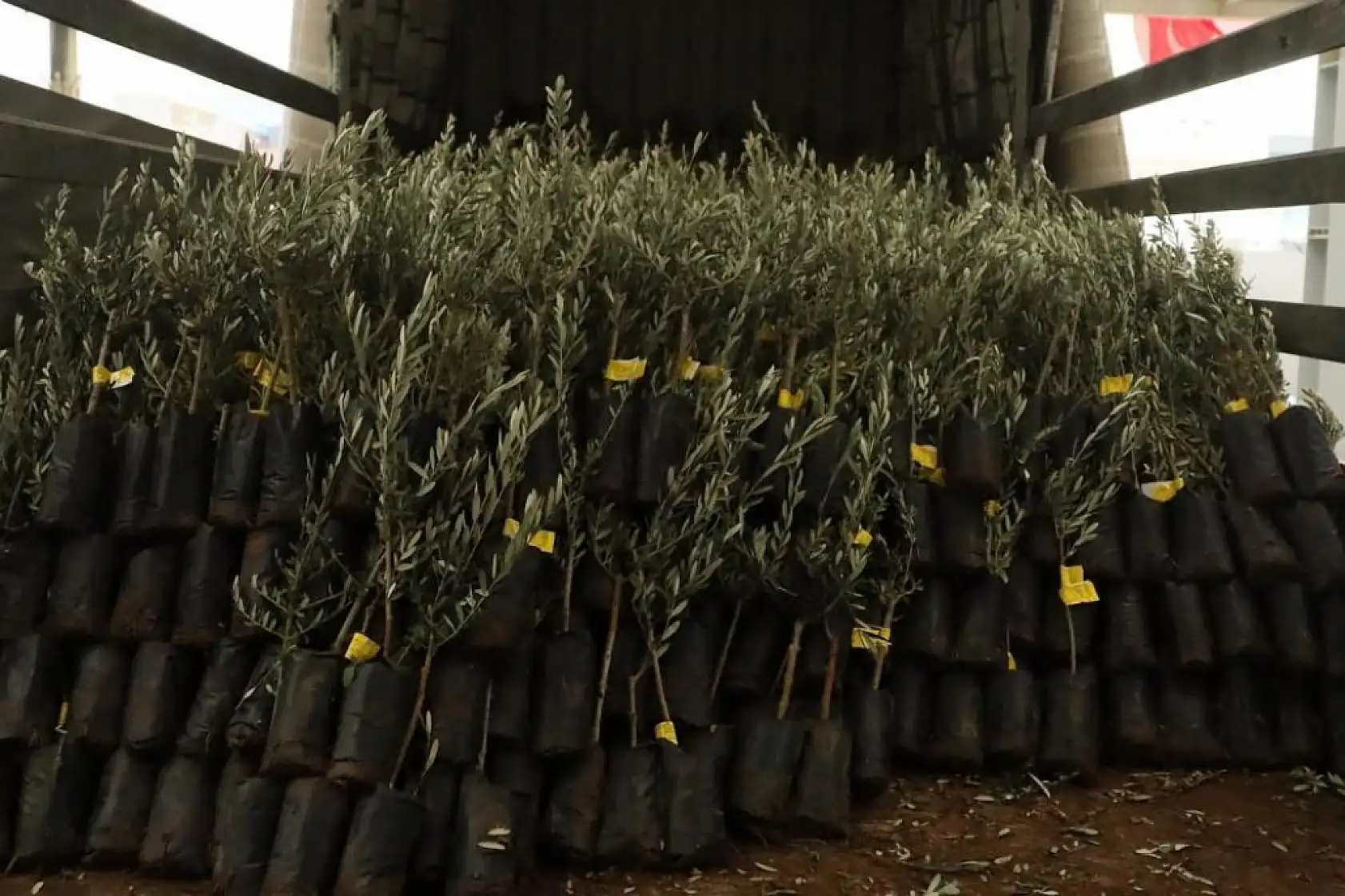 Muğla'da 20 bin zeytin fidanı toprakla buluştu