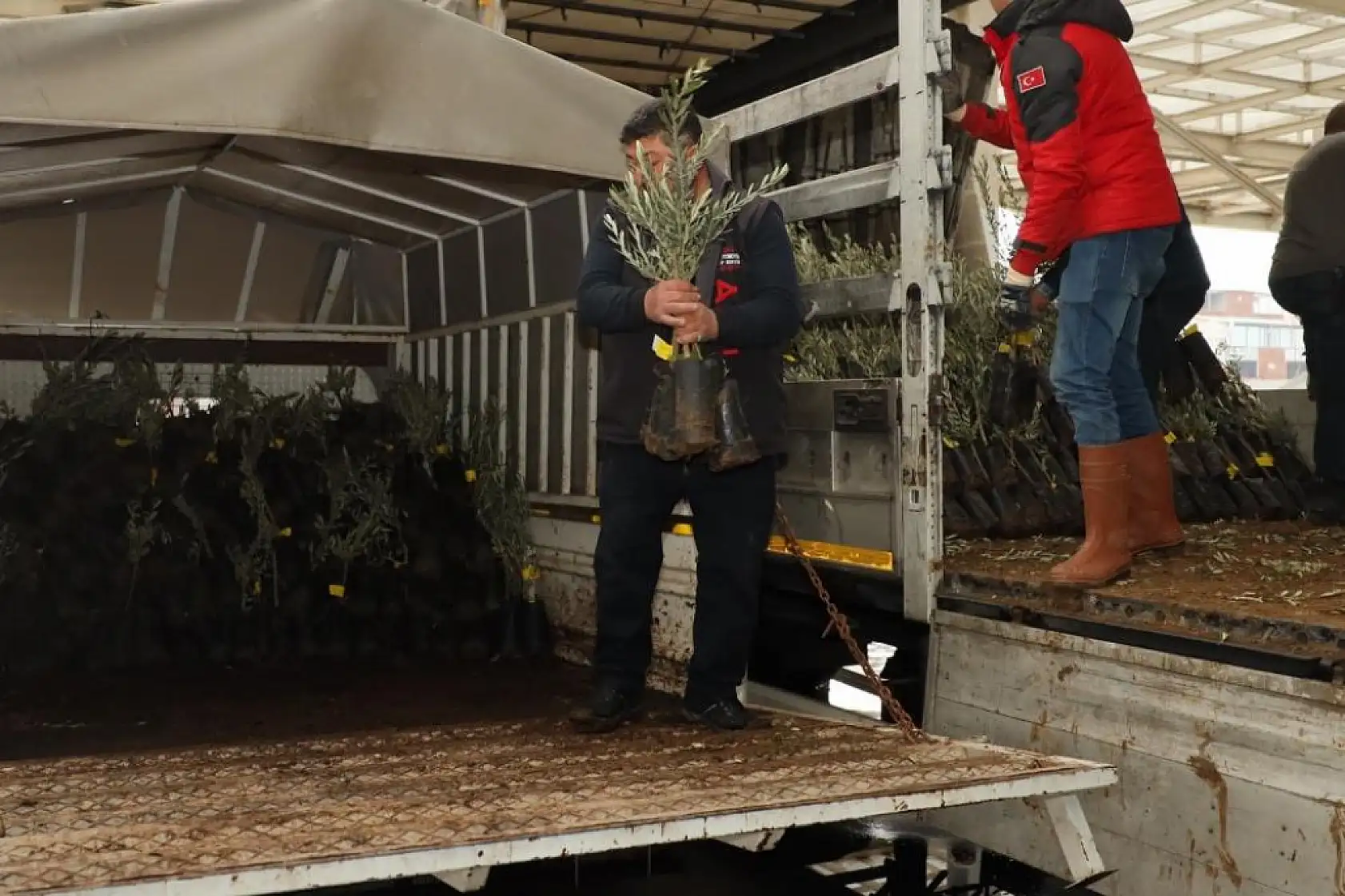 Muğla'da 20 bin zeytin fidanı toprakla buluştu