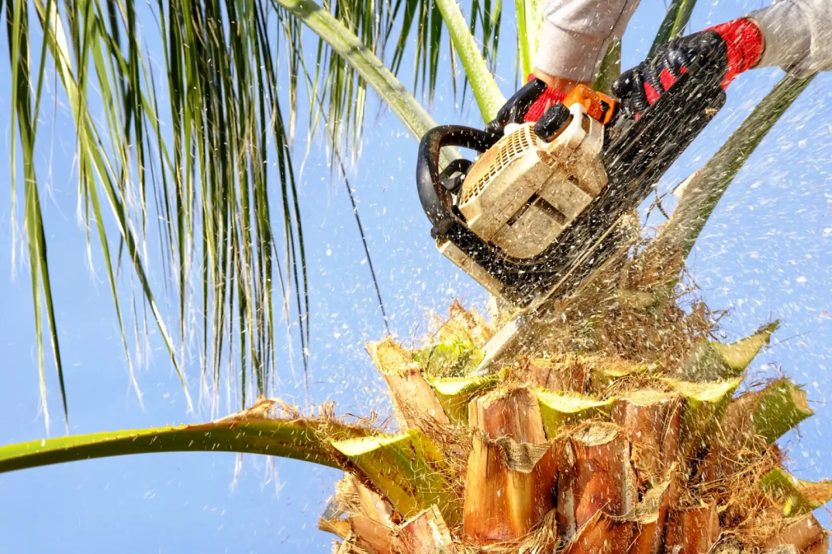 Bodrum'da palmiyelerde bakım zamanı