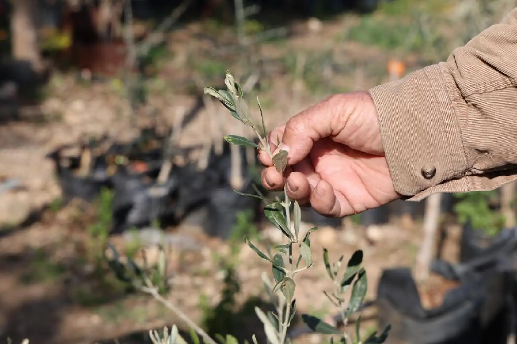 Dağdan topladıkları zeytin fidanlarını aşılayıp dayanıklı zeytin ağacı ortaya çıkardılar