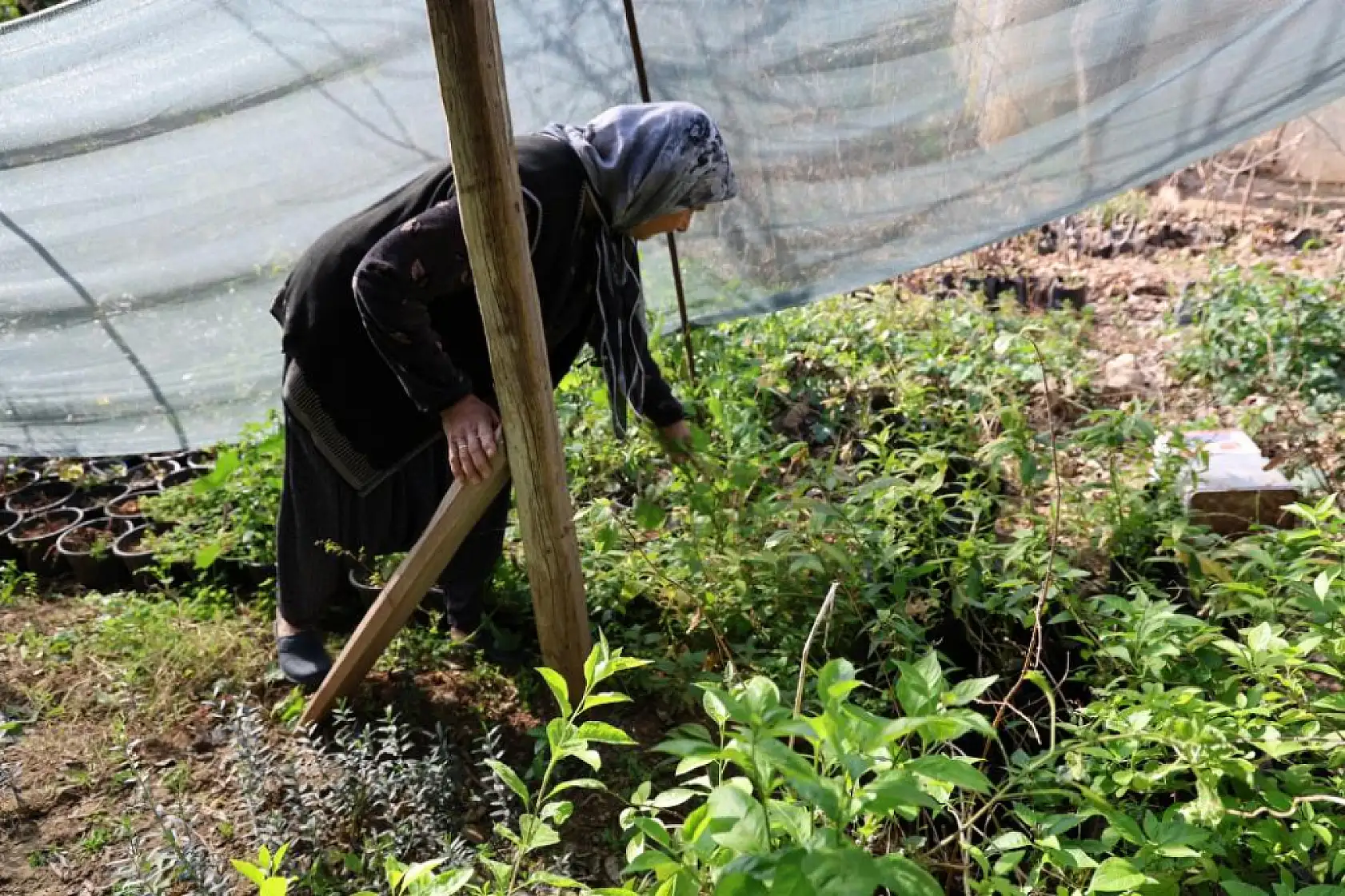 Dağdan topladıkları zeytin fidanlarını aşılayıp dayanıklı zeytin ağacı ortaya çıkardılar