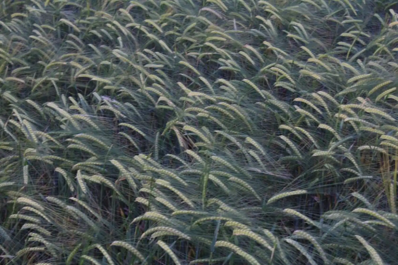 Dünya Hububat Stoklarında Büyük Düşüş: Son 10 Yılın En Düşük Seviyesi!