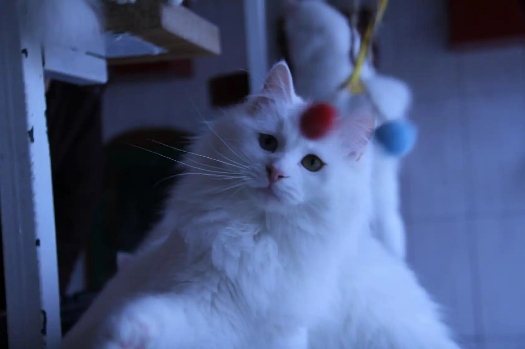 Safkan Ankara kedisinin 8 kuşaktan beri soyağacı tutuluyor