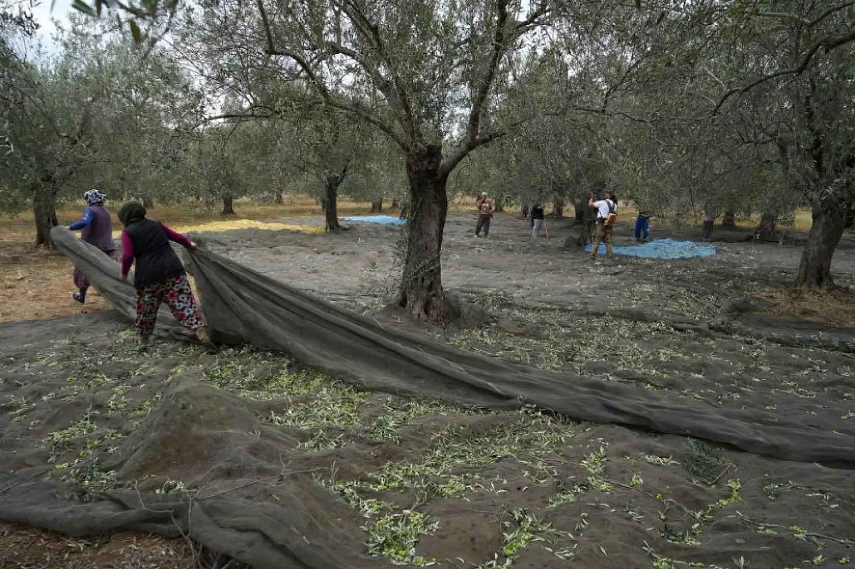 Türkiye'de soğuk hava zeytin üreticilerini sevindirdi