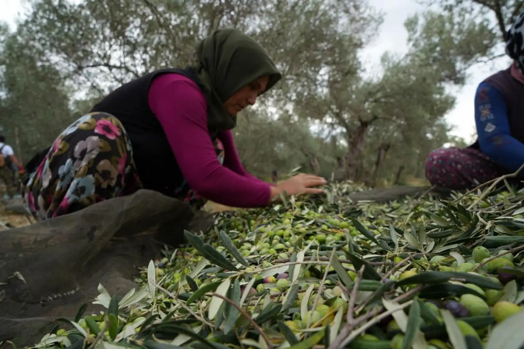 Türkiye'de soğuk hava zeytin üreticilerini sevindirdi