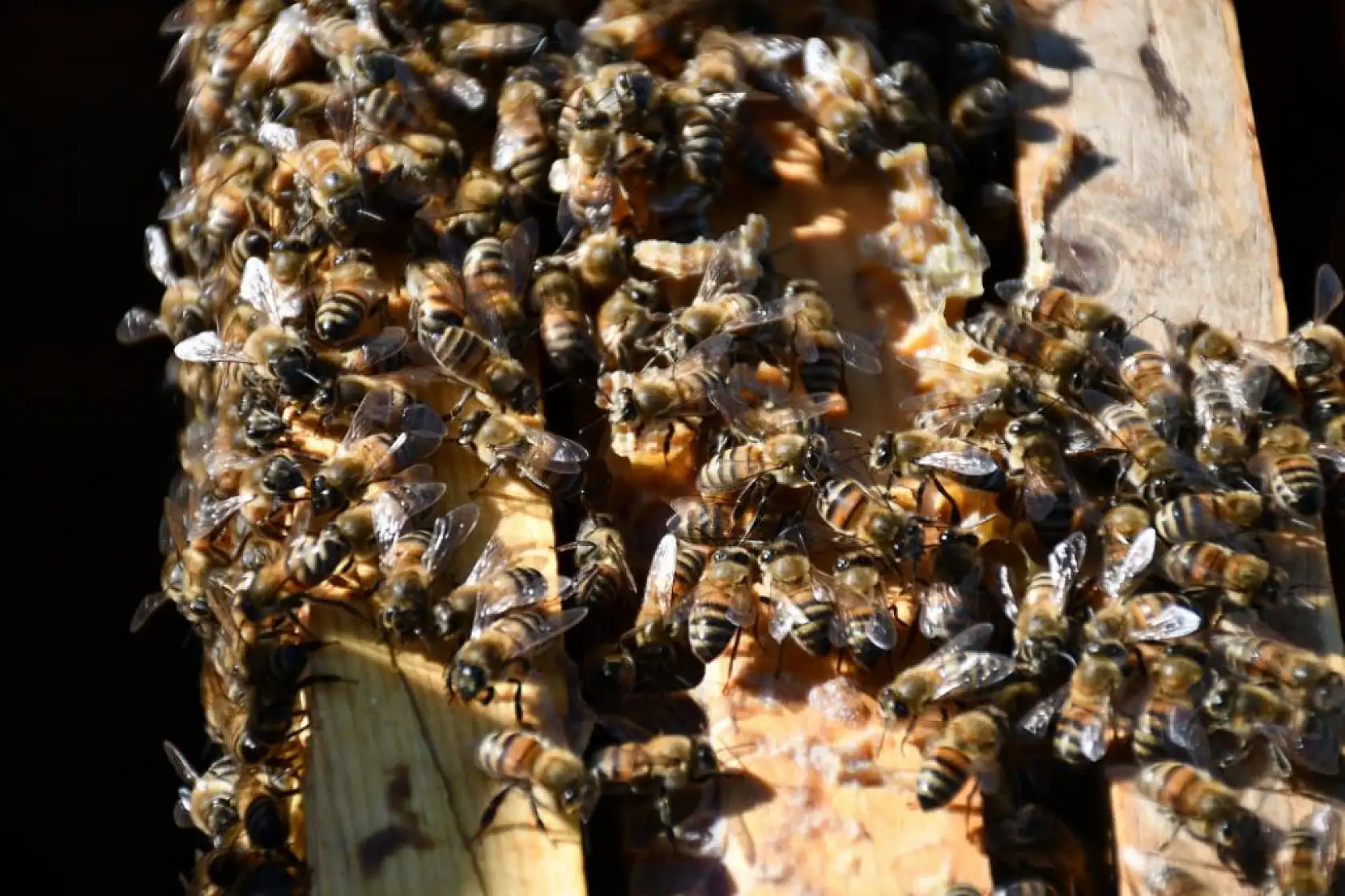 Arı ölümleri artıyor! Soğuk hava kovanları vurdu, bal üreticisi korkuyor