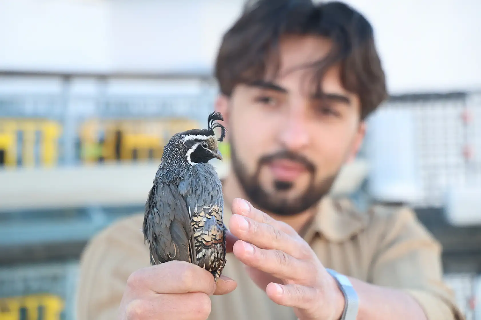 Üniversiteli genç ürettiği egzotik bıldırcınları dünyaya ihraç ediyor