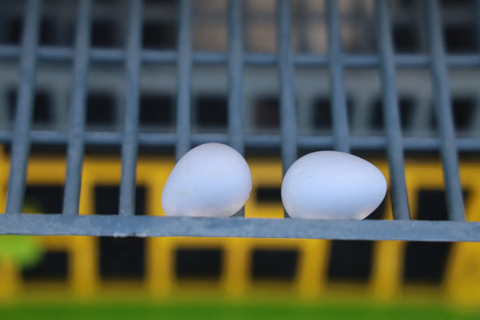 Üniversiteli genç ürettiği egzotik bıldırcınları dünyaya ihraç ediyor