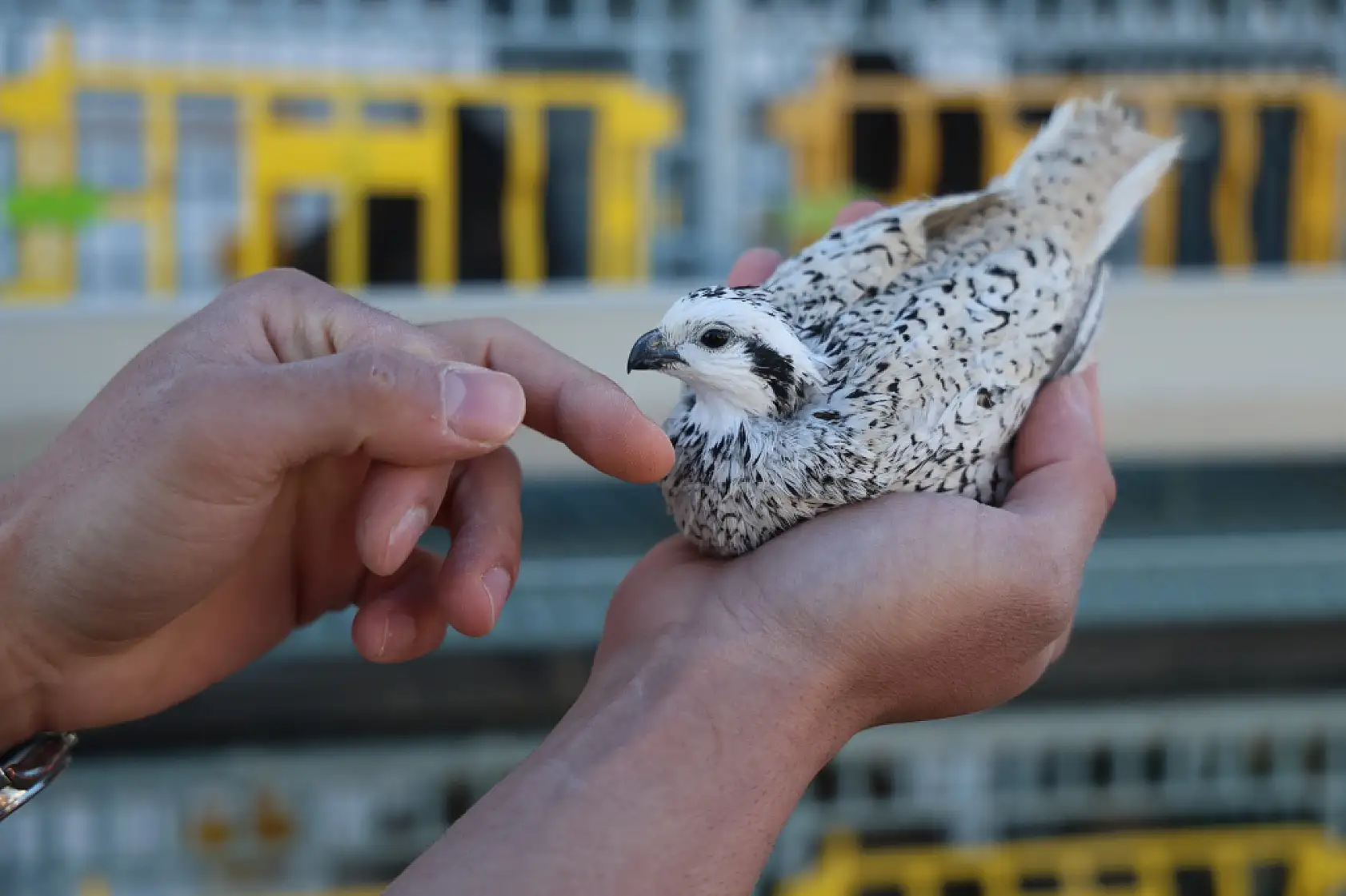 Üniversiteli genç ürettiği egzotik bıldırcınları dünyaya ihraç ediyor