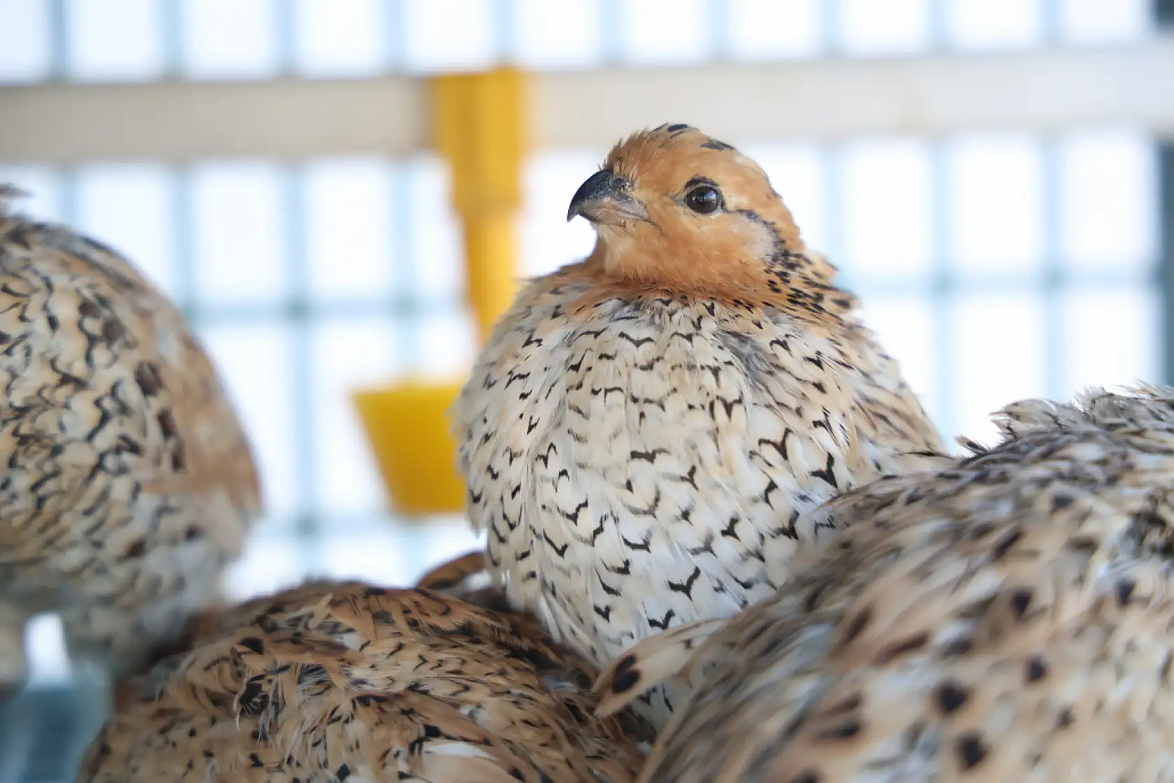 Üniversiteli genç ürettiği egzotik bıldırcınları dünyaya ihraç ediyor