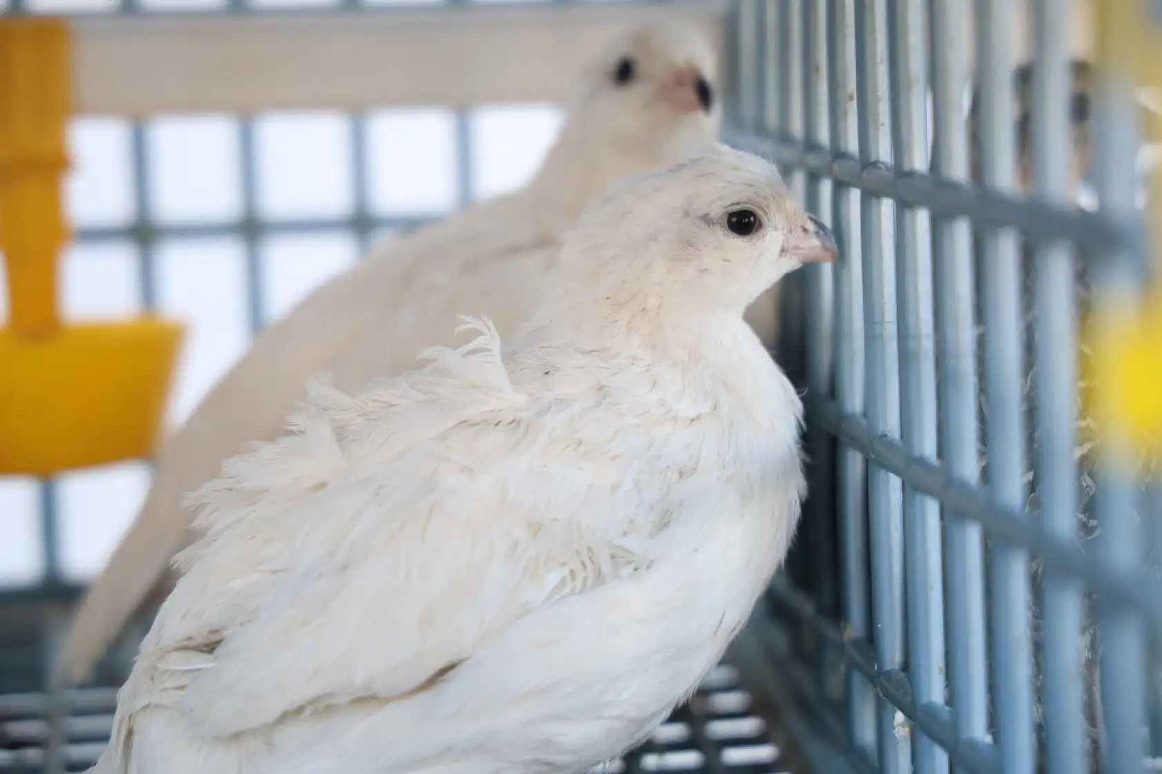 Üniversiteli genç ürettiği egzotik bıldırcınları dünyaya ihraç ediyor