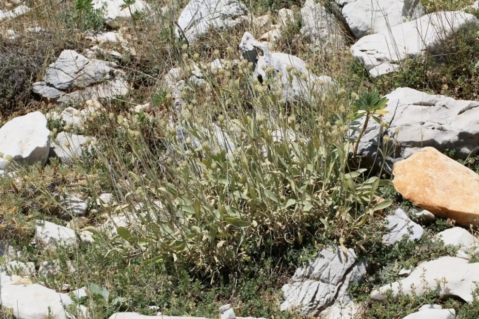 Antalya'da 23. Endemik Bitki Keşfedildi! İşte 'Efe Pelemiri'