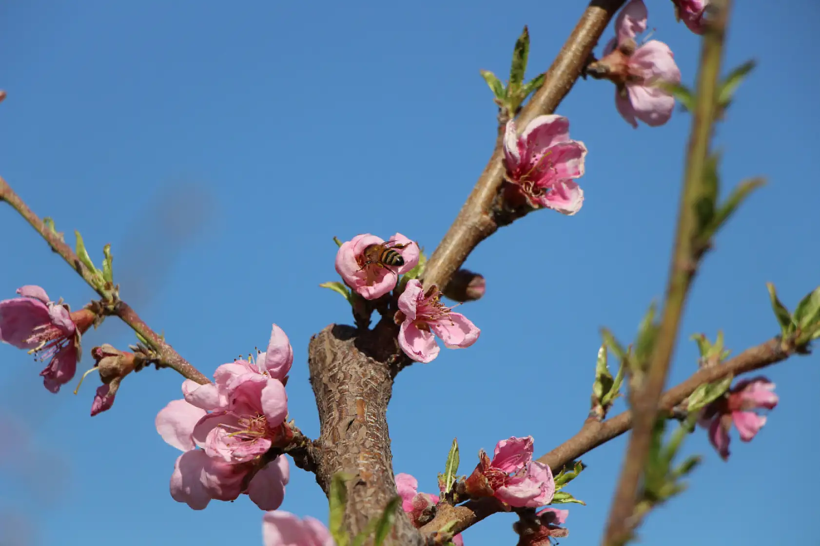 Ağaçların hepsini soğuktan korumak için dondurmuştu, tomurcukların yüzde 80'i çiçek açtı