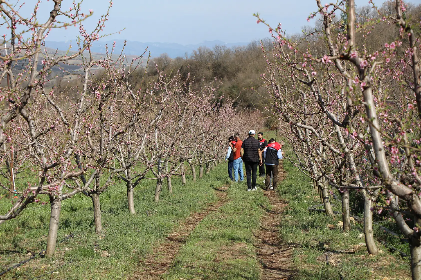 Ağaçların hepsini soğuktan korumak için dondurmuştu, tomurcukların yüzde 80'i çiçek açtı