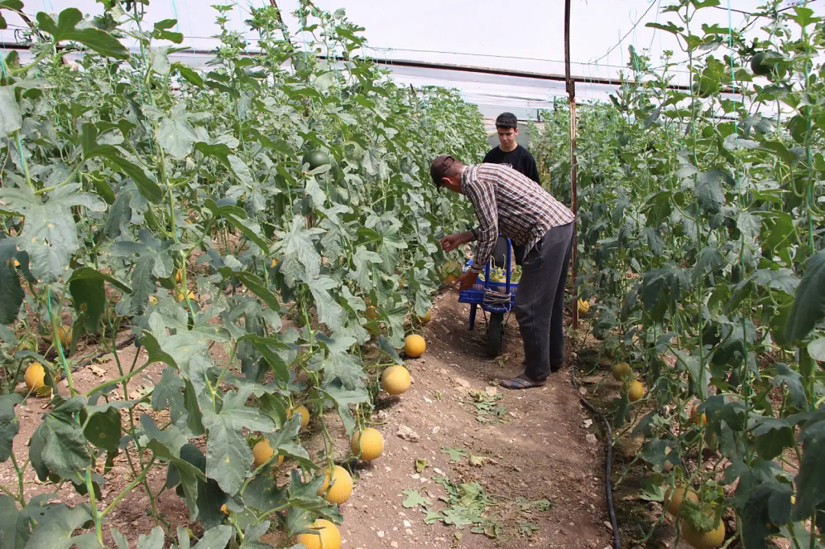 Bu mevsimde olmaz dediler, 2 ton hasat yapıp kilosunu 200 TL'den sattı