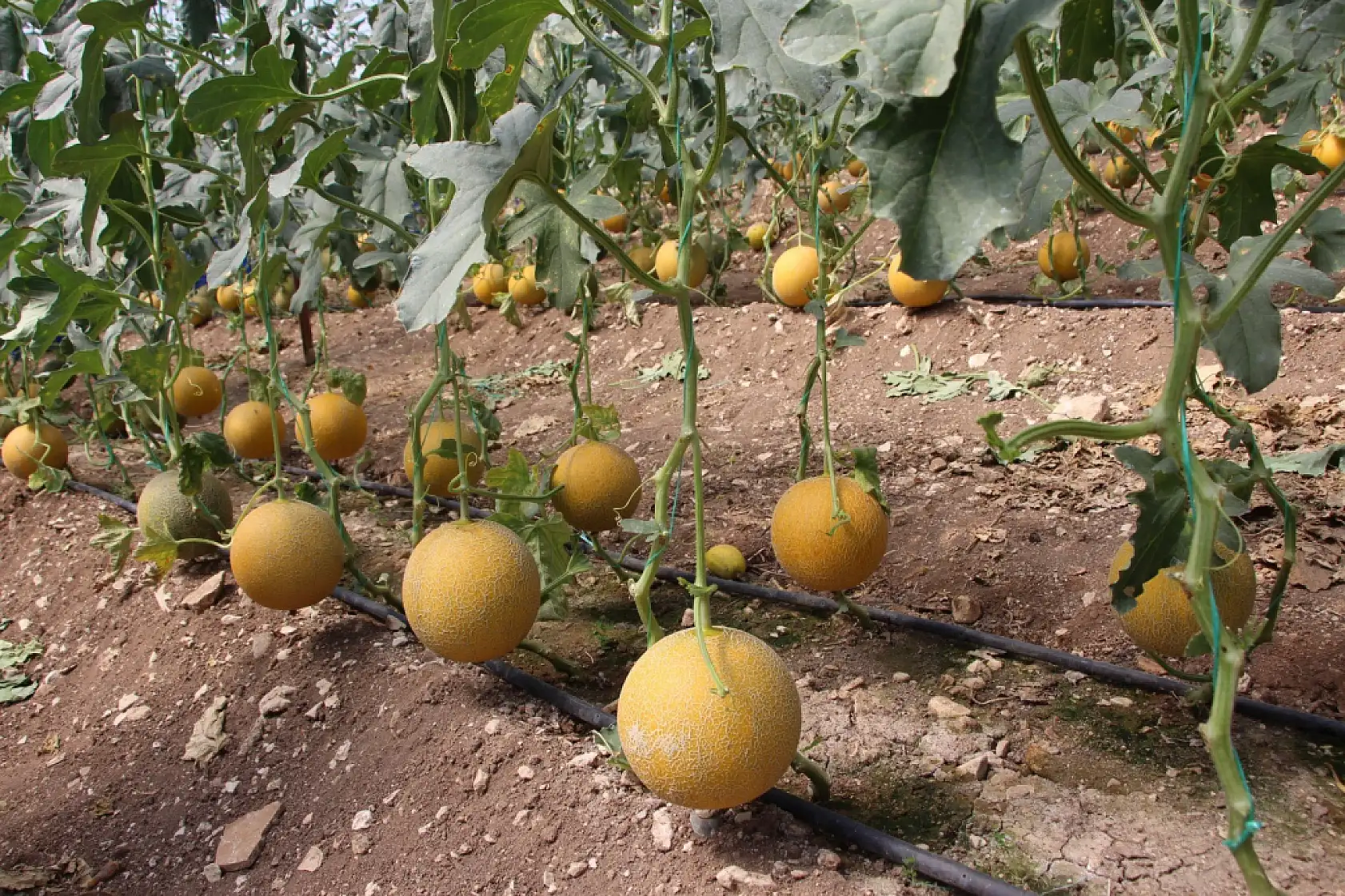 Bu mevsimde olmaz dediler, 2 ton hasat yapıp kilosunu 200 TL'den sattı