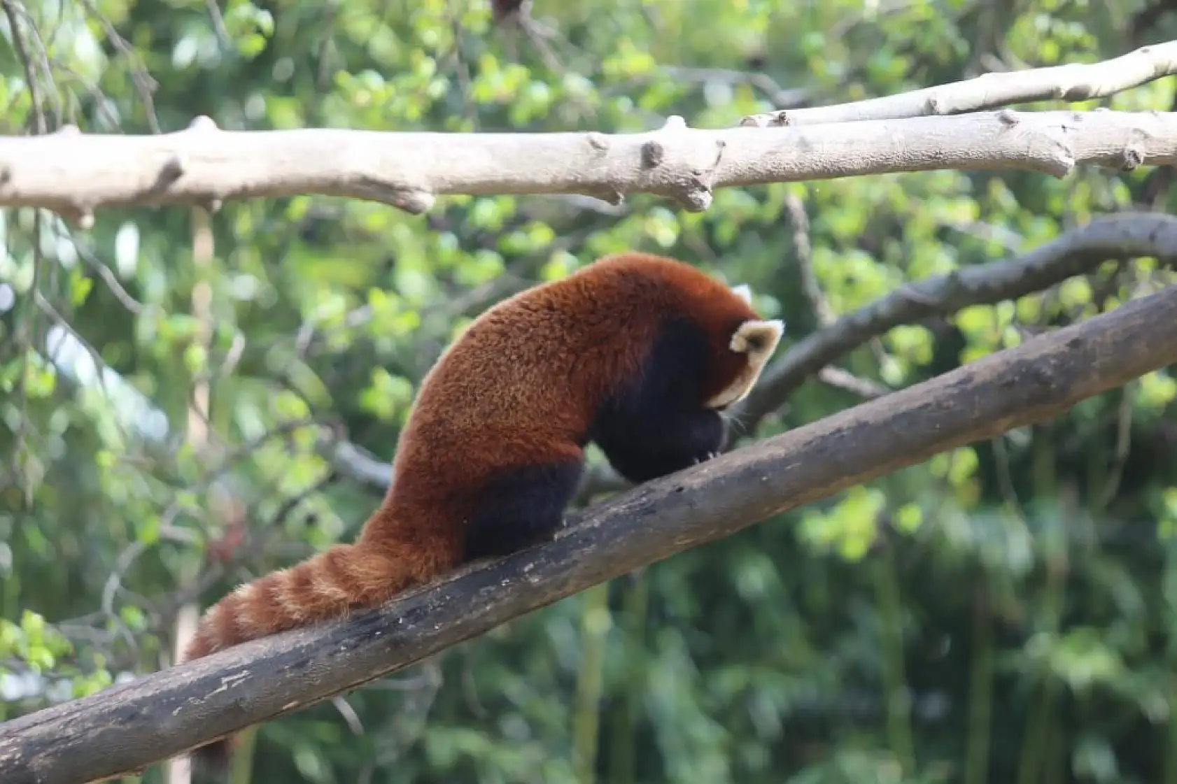 Kızıl pandalar yan gelip yatıyor