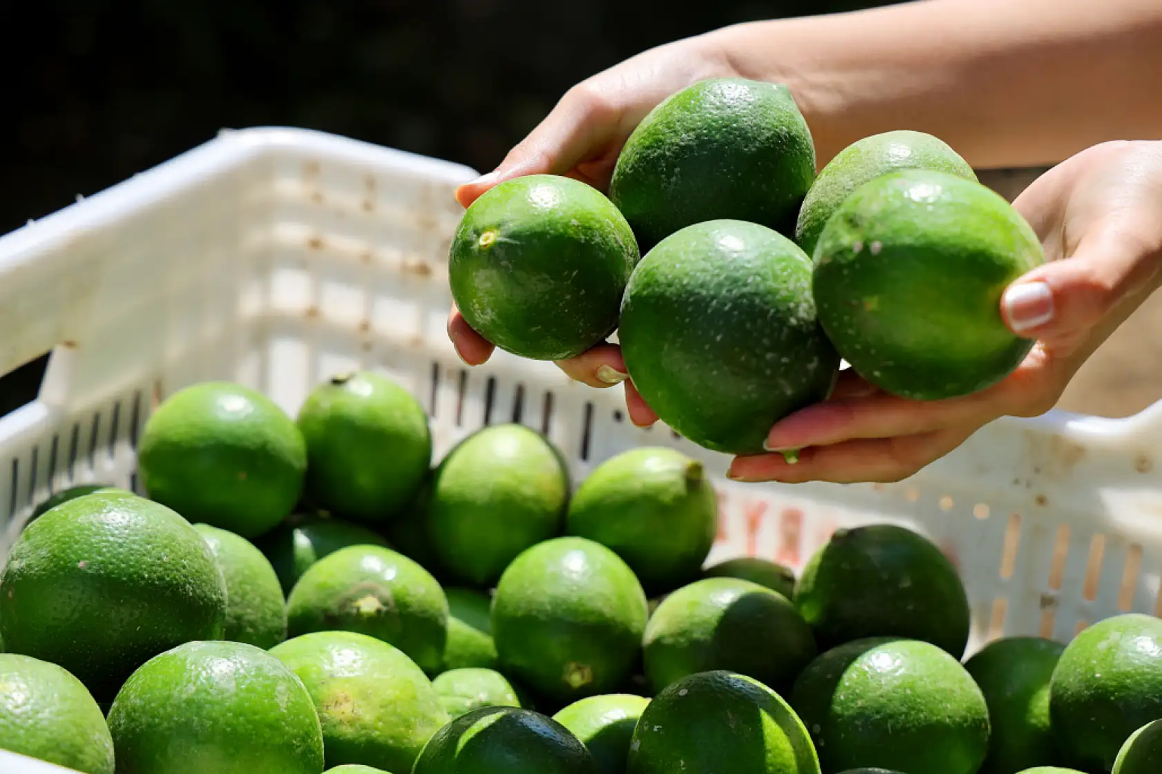 Limonda stokçuların oyunu ortaya çıktı