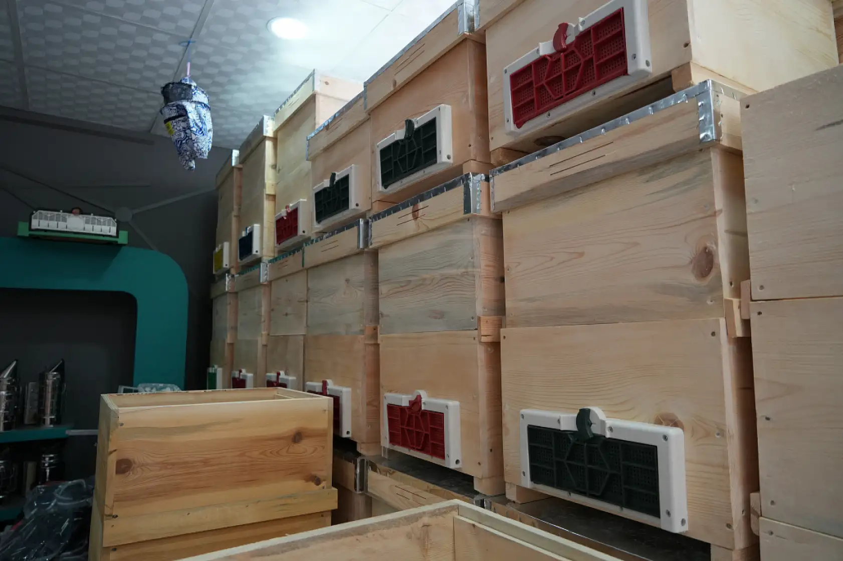 Arı ölümleri korkutuyor