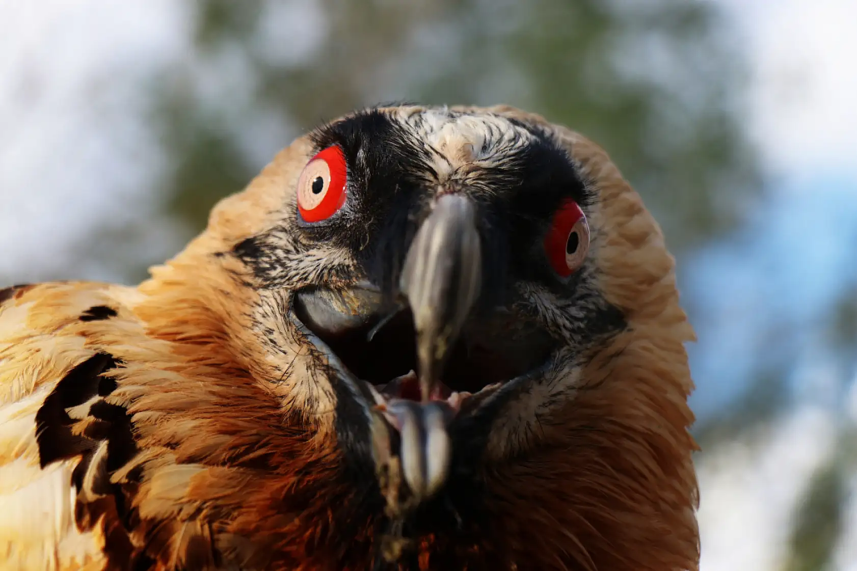 Türkiye'de nadir görülüyor, köylüler yaralı şekilde bulmuştu: Sakallı akbaba artık yeni yuvasında