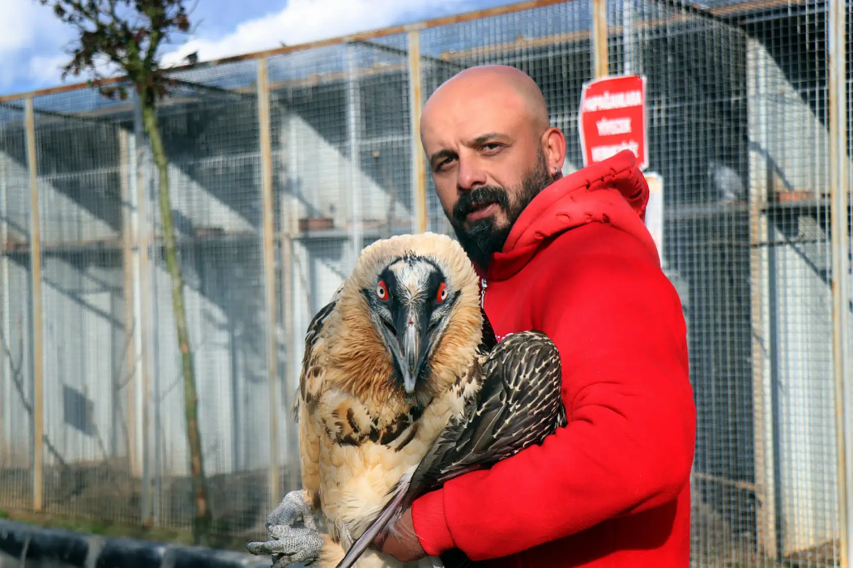 Türkiye'de nadir görülüyor, köylüler yaralı şekilde bulmuştu: Sakallı akbaba artık yeni yuvasında