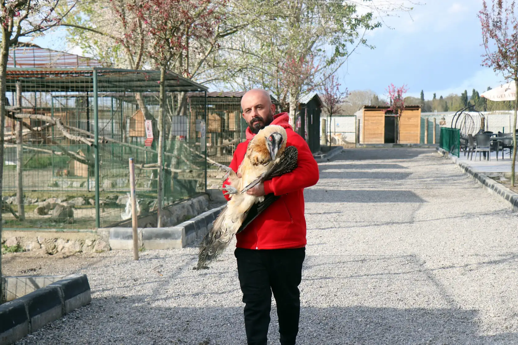 Türkiye'de nadir görülüyor, köylüler yaralı şekilde bulmuştu: Sakallı akbaba artık yeni yuvasında