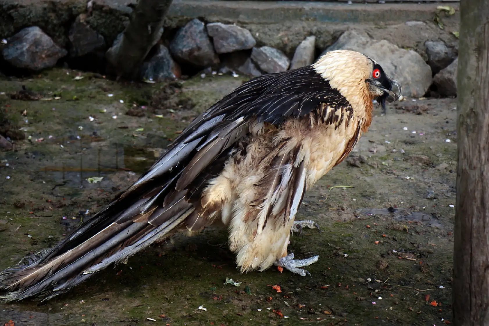 Türkiye'de nadir görülüyor, köylüler yaralı şekilde bulmuştu: Sakallı akbaba artık yeni yuvasında