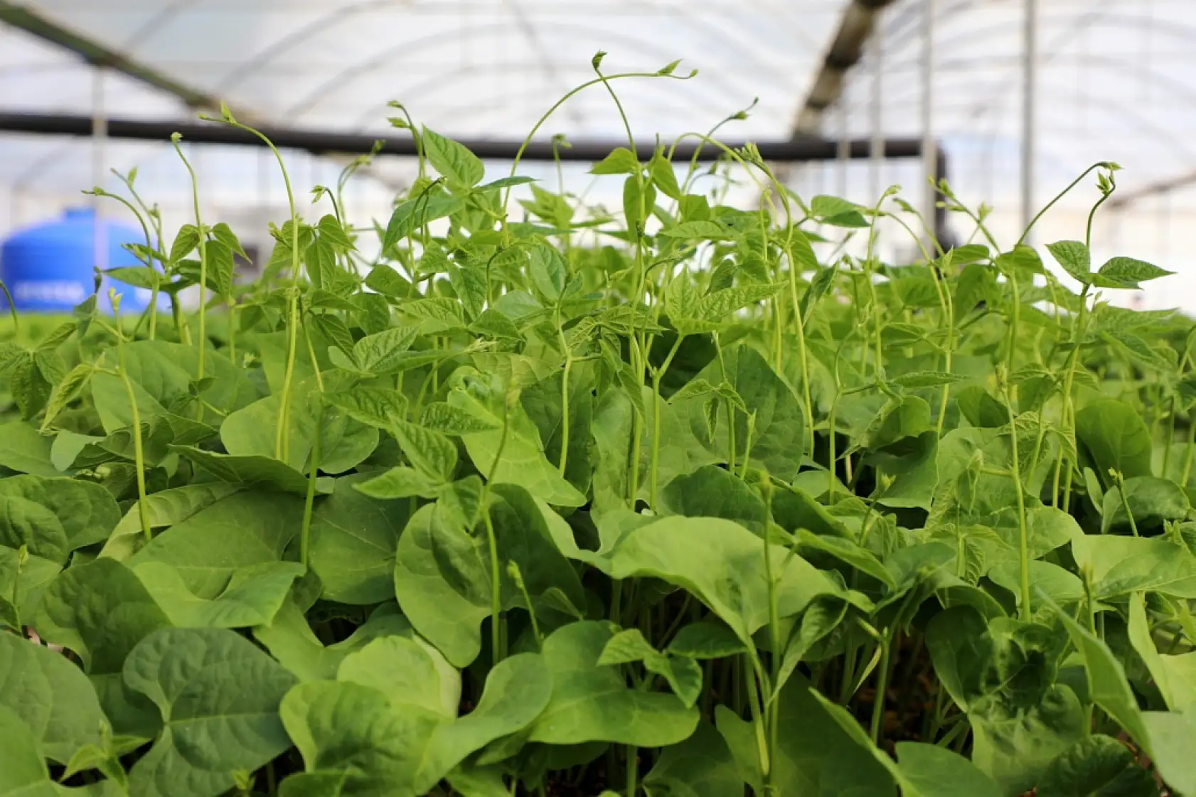 Belediyeden çiftçiye yazlık fide desteği