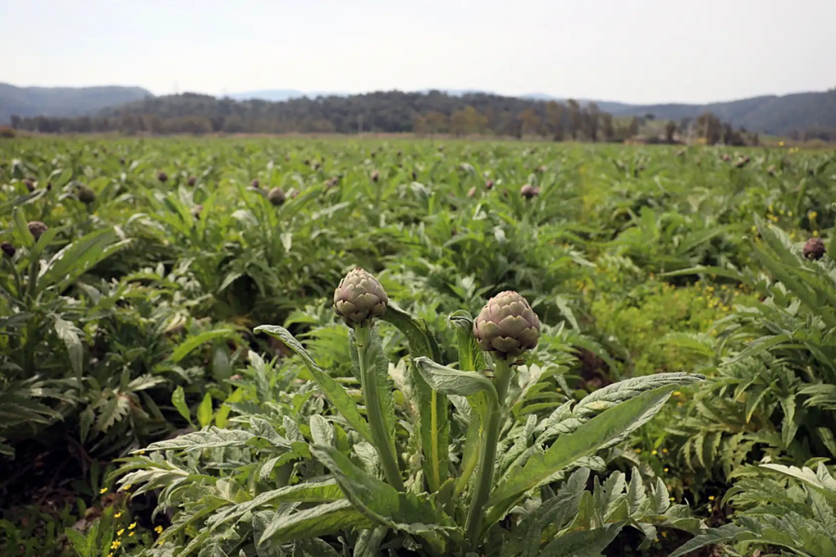 Muğla' da 'Hibrit Enginar Hasadı Tarla Günü' düzenlendi
