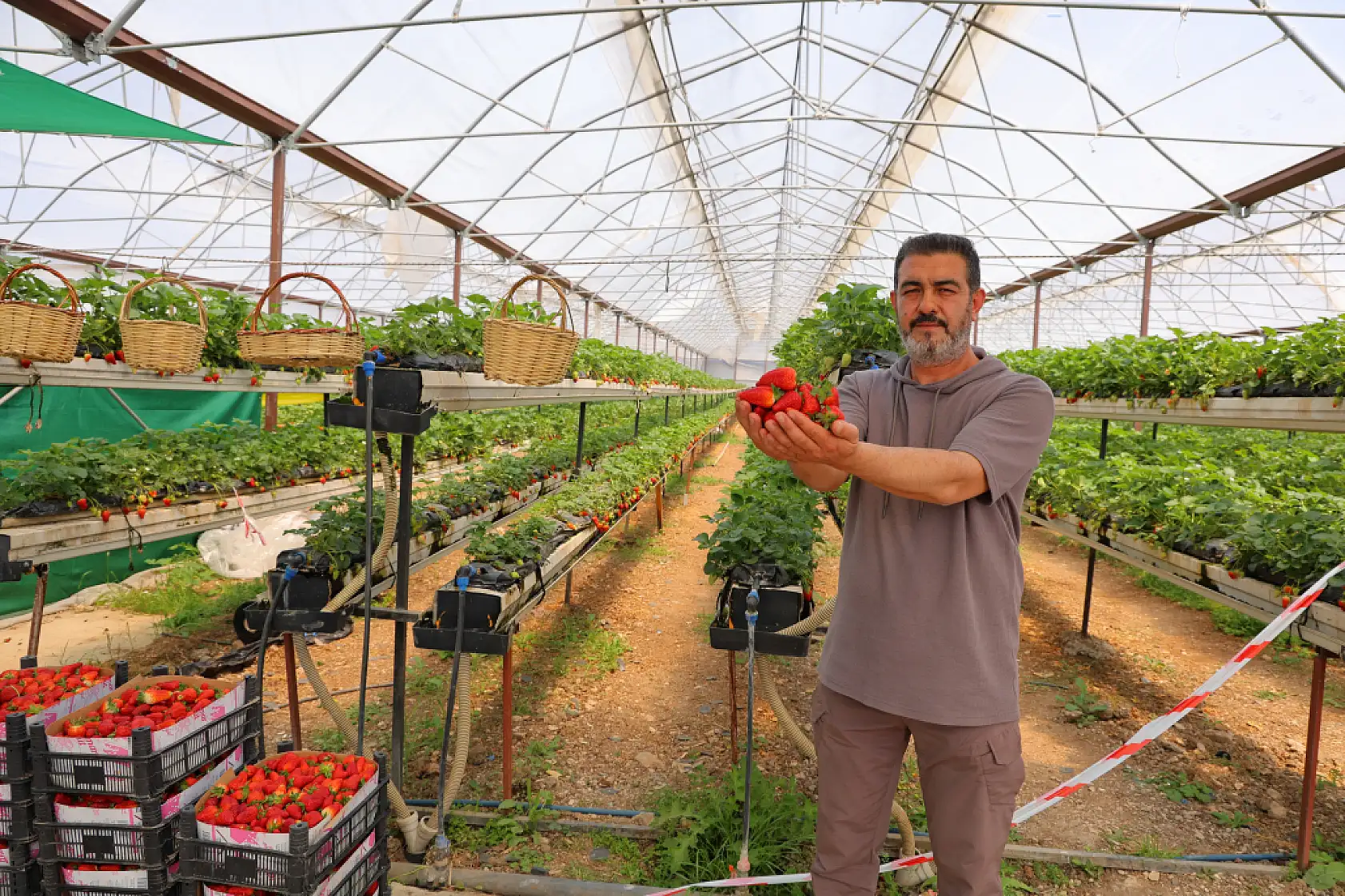Topraksız tarımla çilek üretti, bahçesini vatandaşa açtı