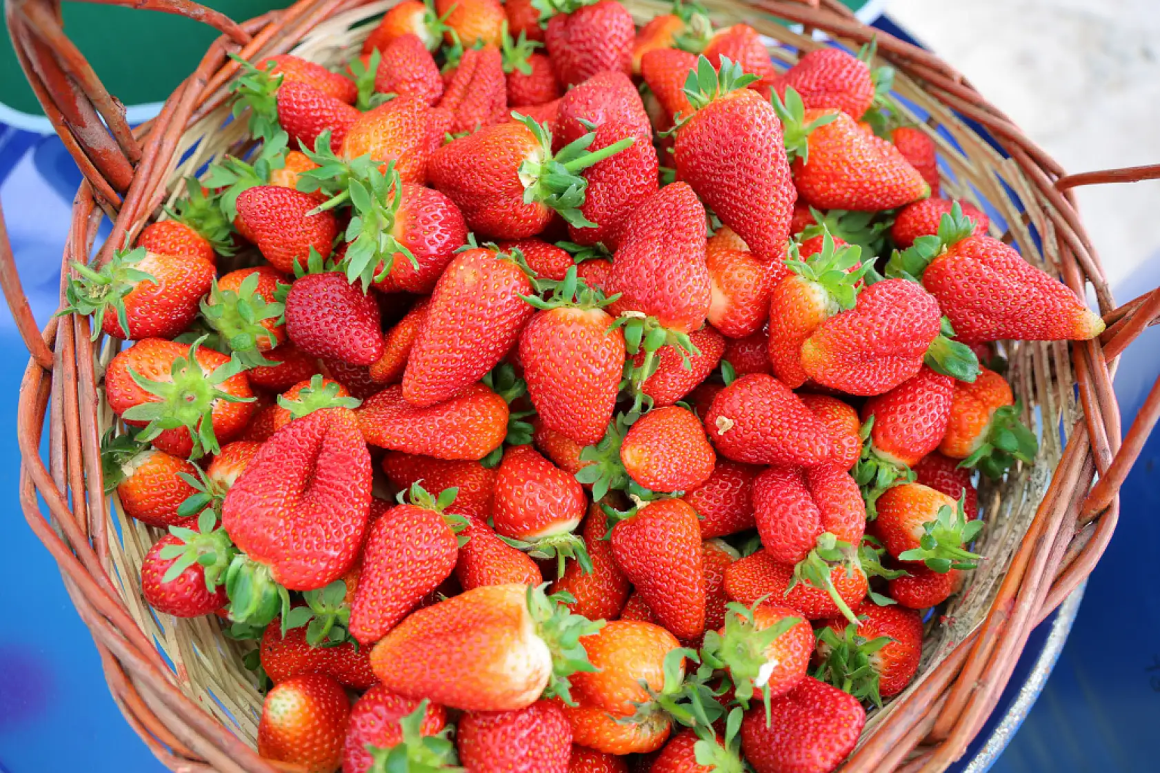 Topraksız tarımla çilek üretti, bahçesini vatandaşa açtı