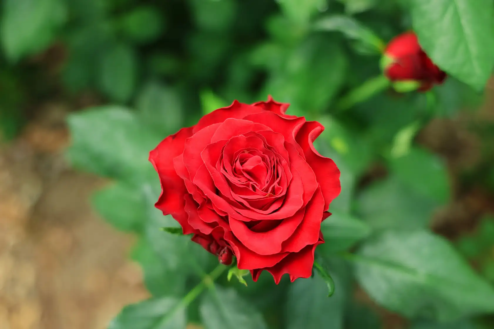 Anneler Günü öncesi gülde dikkat çeken fiyat marjı: Bahçede 5, çiçek sitelerinde 80-100 TL