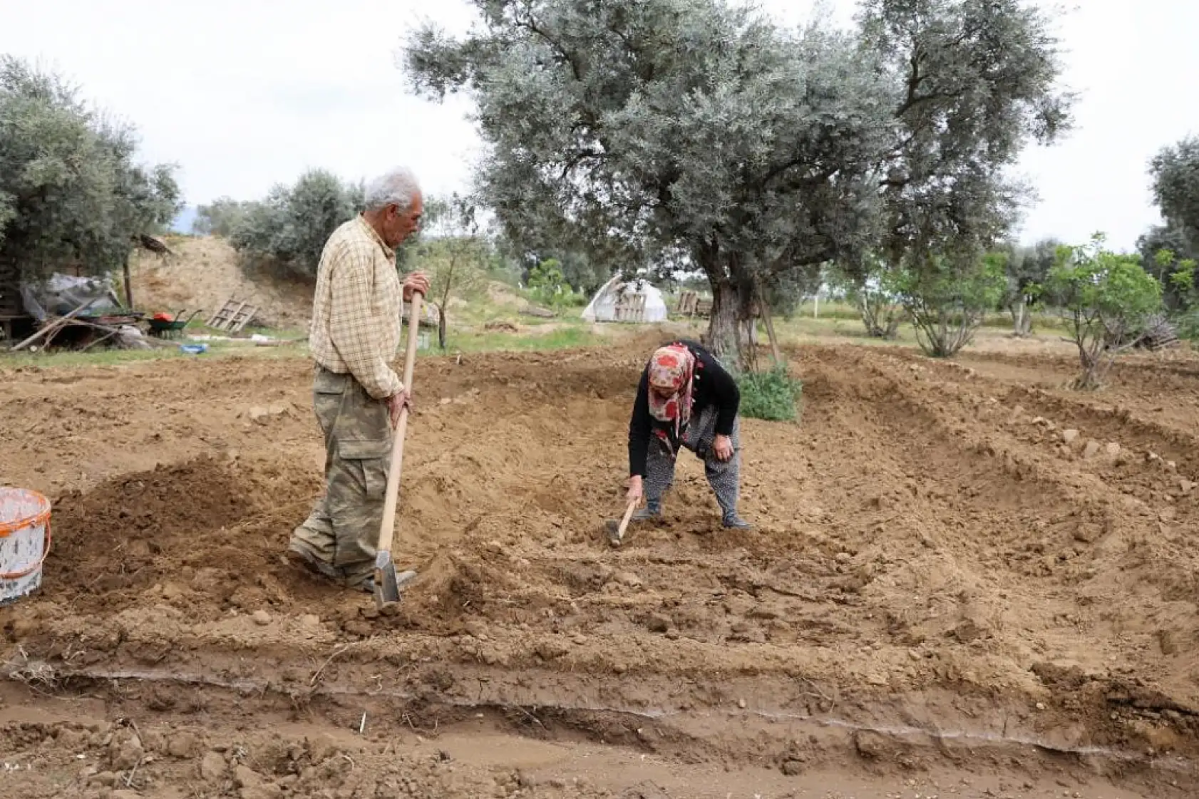 'Kahveye gitmem, toprağa giderim!' diyen dede sosyal medyada gündem