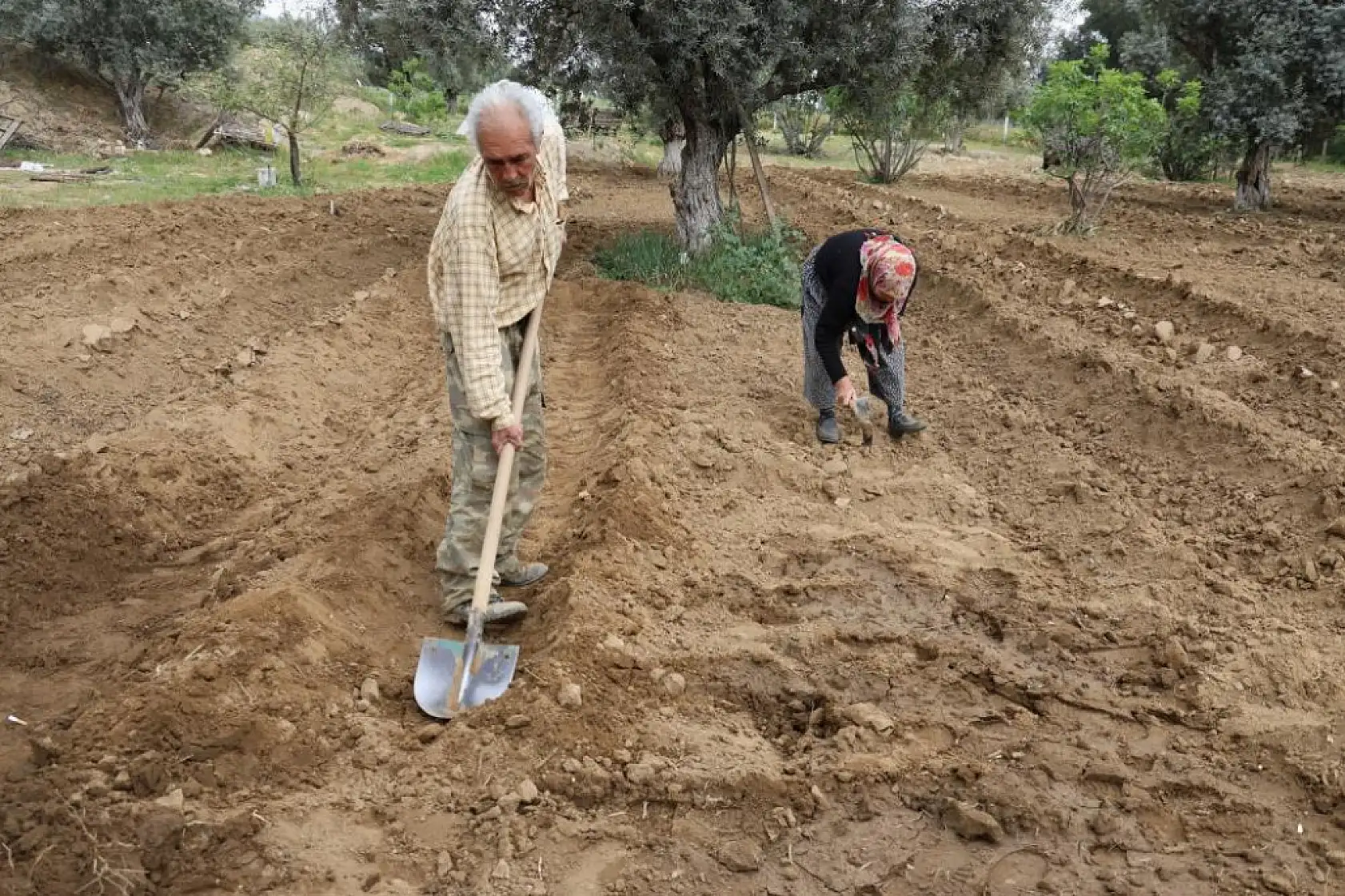 'Kahveye gitmem, toprağa giderim!' diyen dede sosyal medyada gündem
