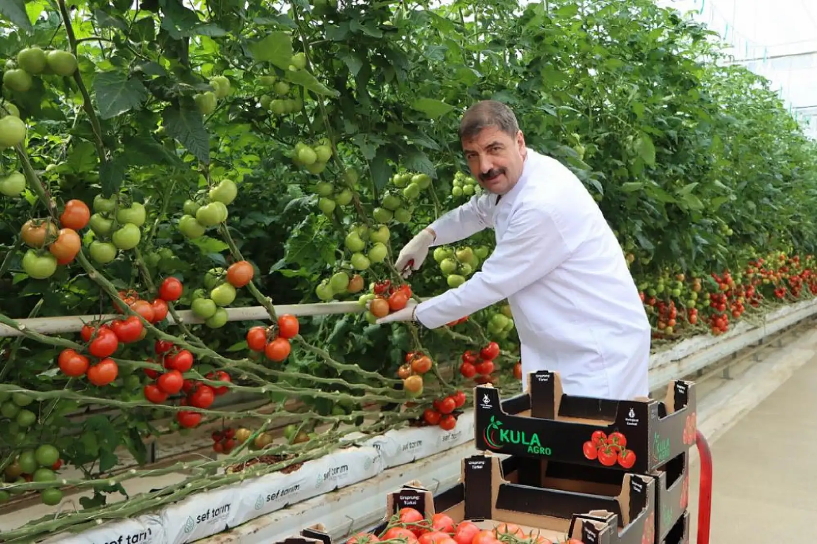 Türkiye'de bir ilk! Jeotermal serada Avrupa'ya domates