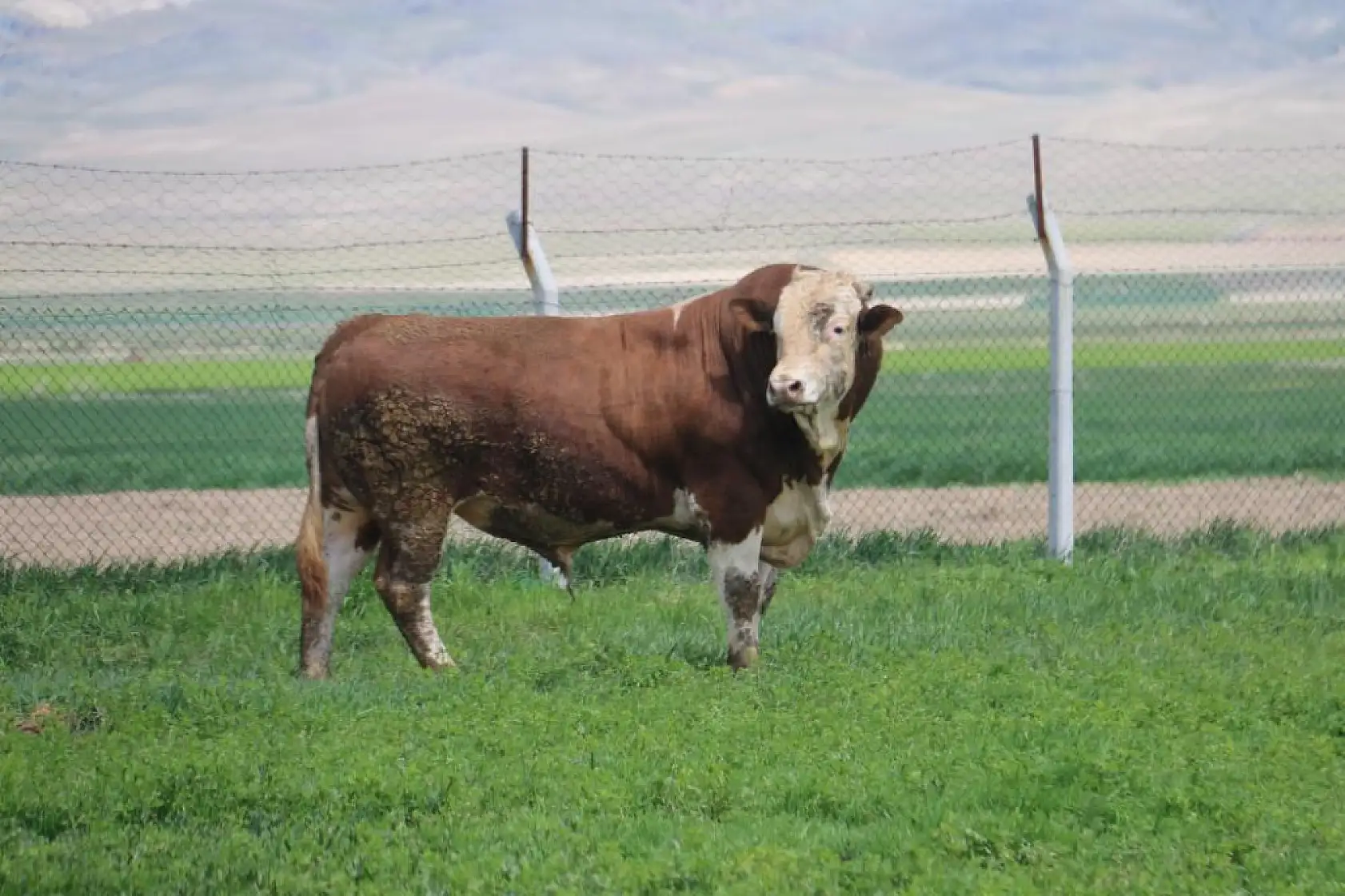 Bu boğa görenleri şoke ediyor: 420 bin liralık rekor kurbanlık!