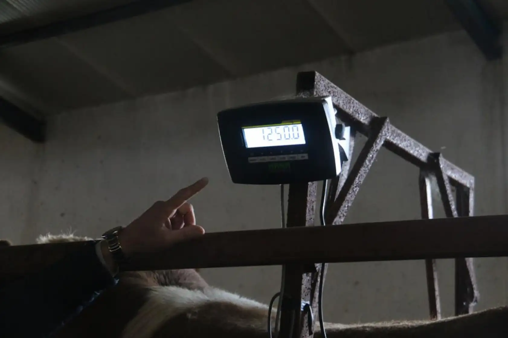 Bu boğa görenleri şoke ediyor: 420 bin liralık rekor kurbanlık!