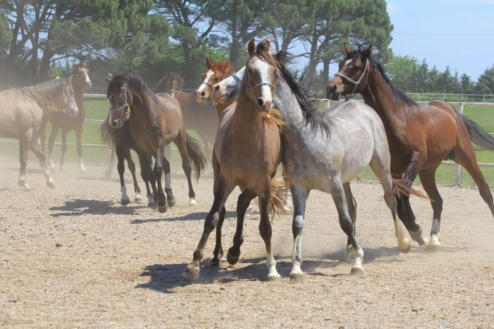 Bu Atlar Milyonlar Kazandırıyor! 60 Şampiyon Taya Açık Artırma Heyecanı