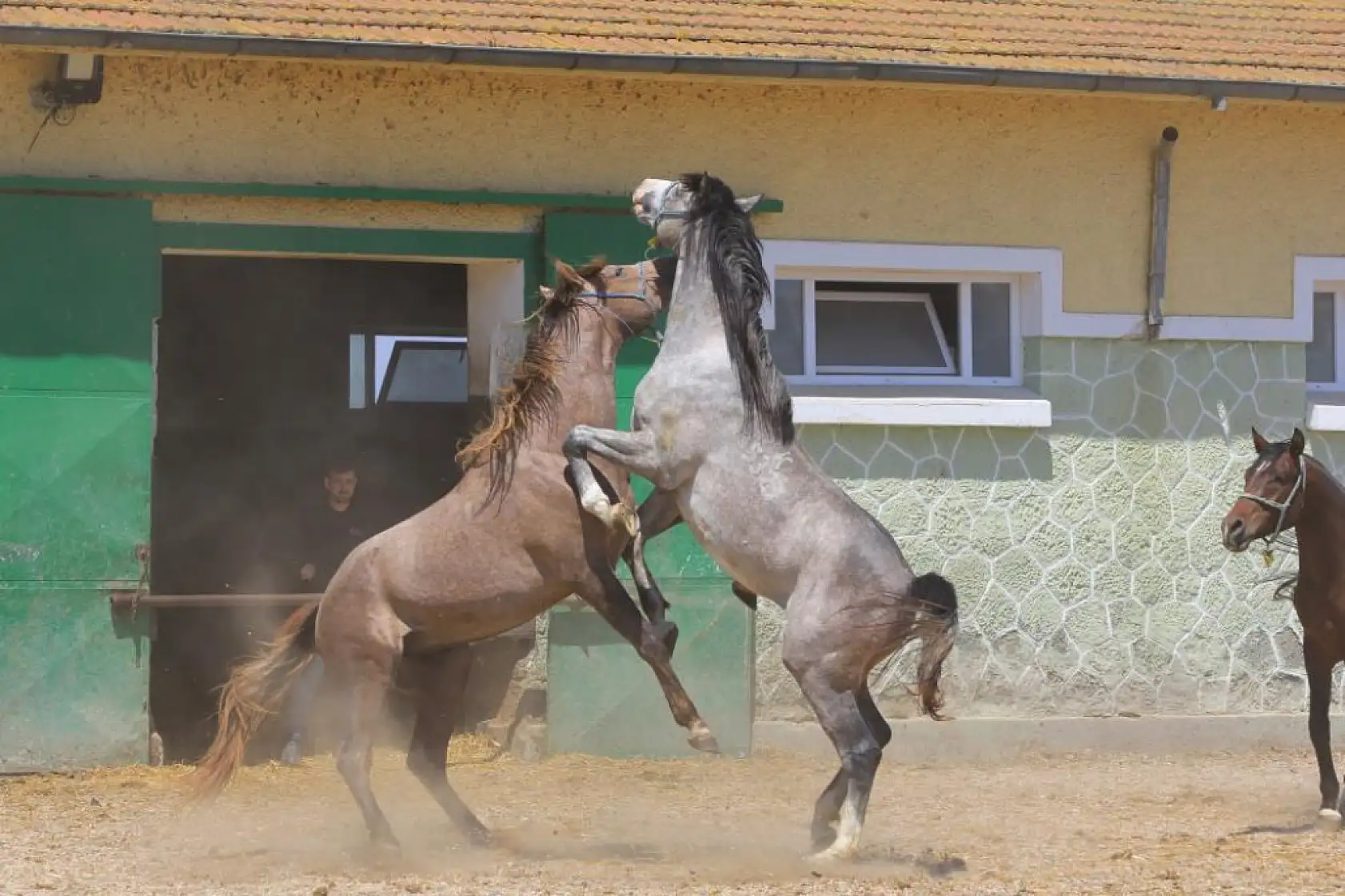 Bu Atlar Milyonlar Kazandırıyor! 60 Şampiyon Taya Açık Artırma Heyecanı
