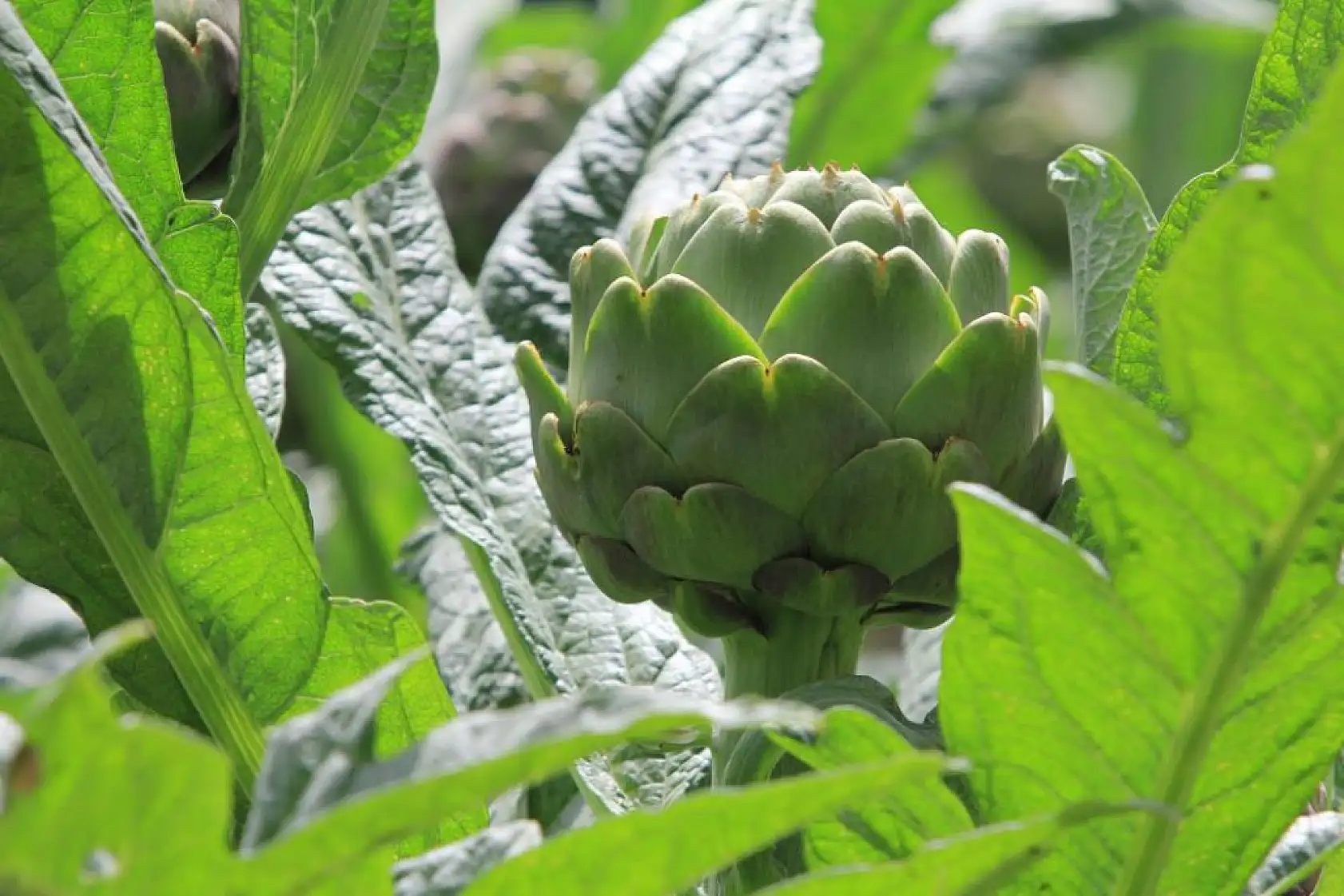 Şubatta sıraya girenler 'göbeği'ni alabildi