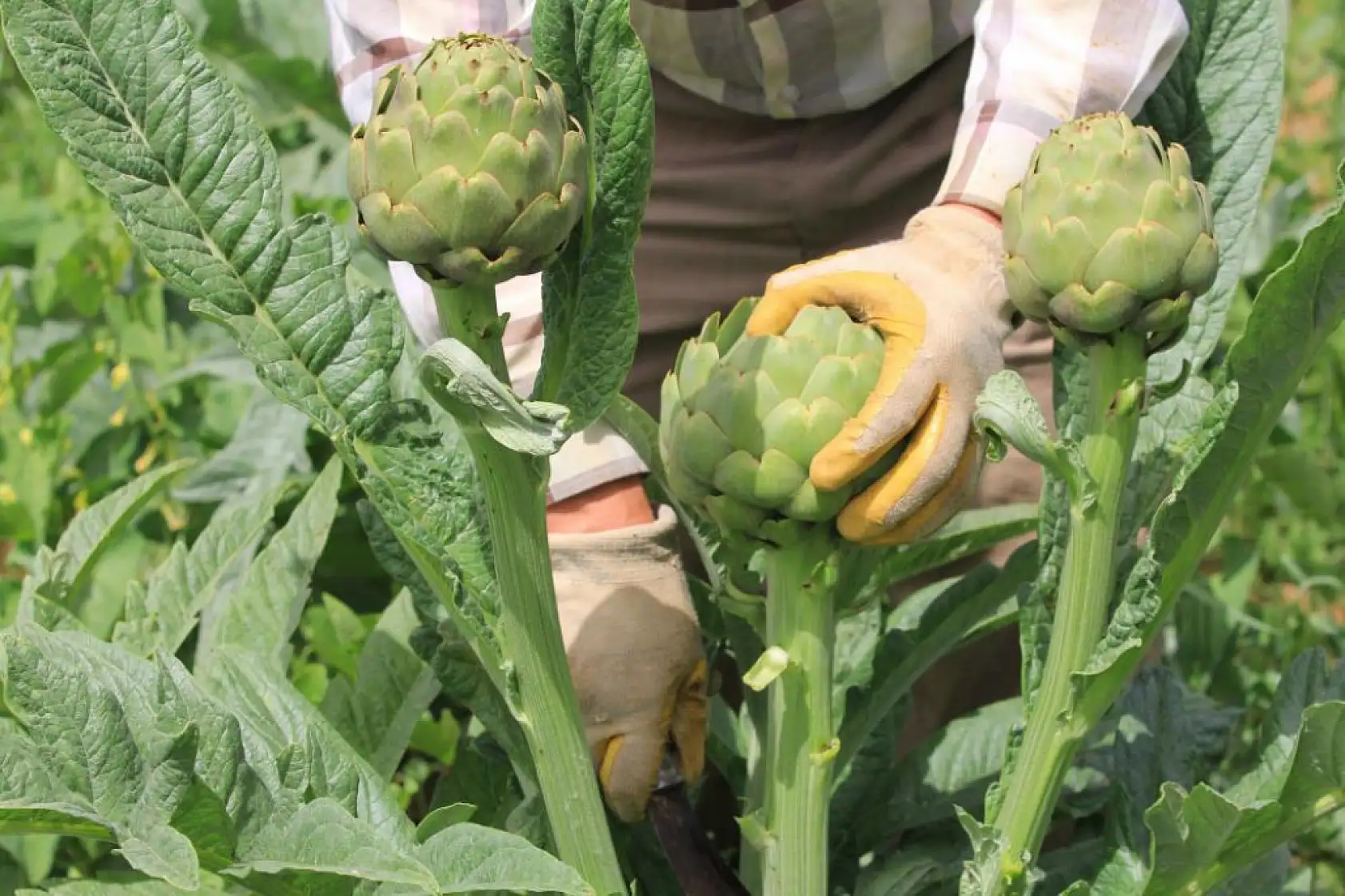 Şubatta sıraya girenler 'göbeği'ni alabildi