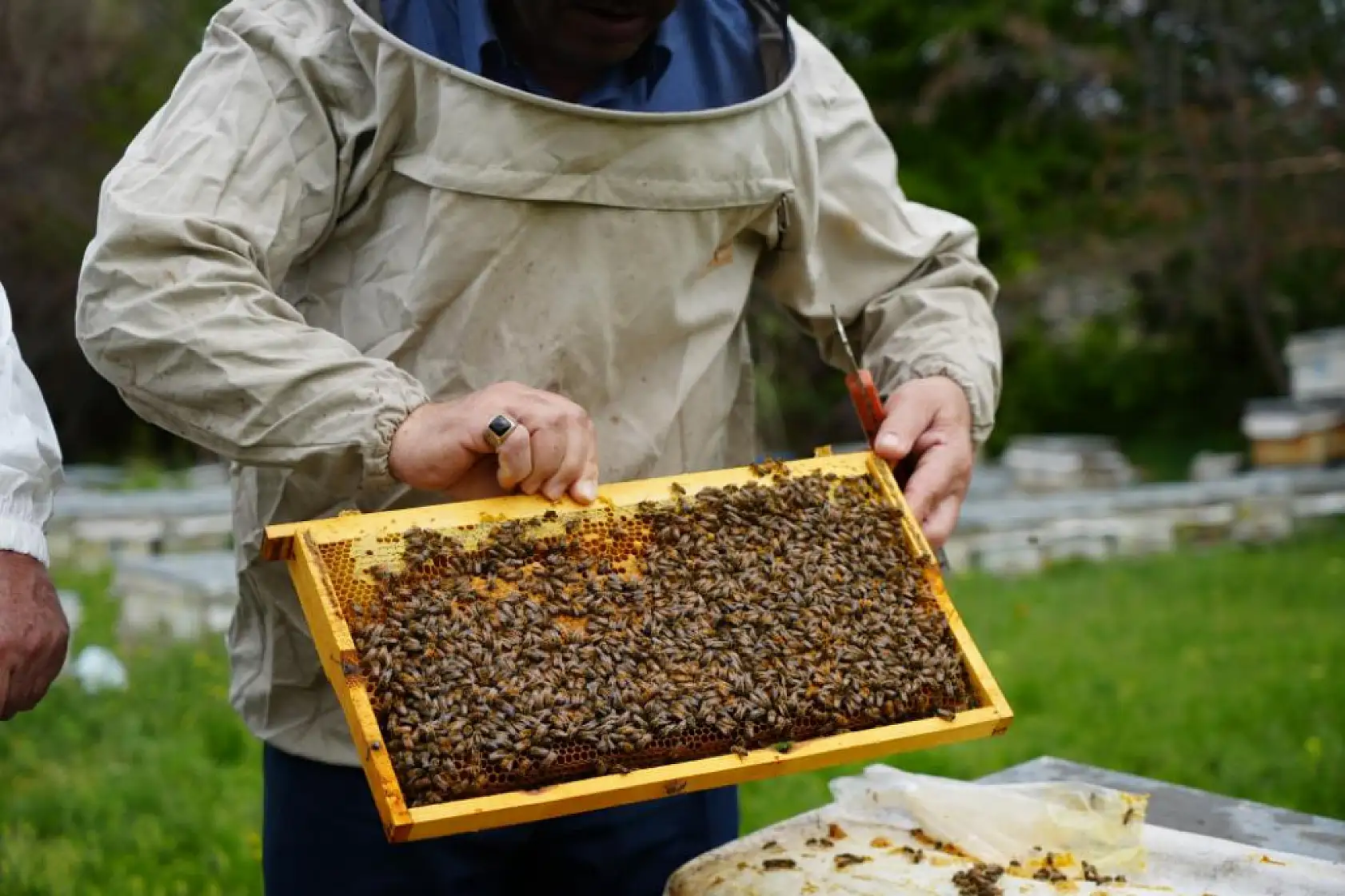 130 bin kovanda yıllık 1 milyon kilo bal üretiliyor