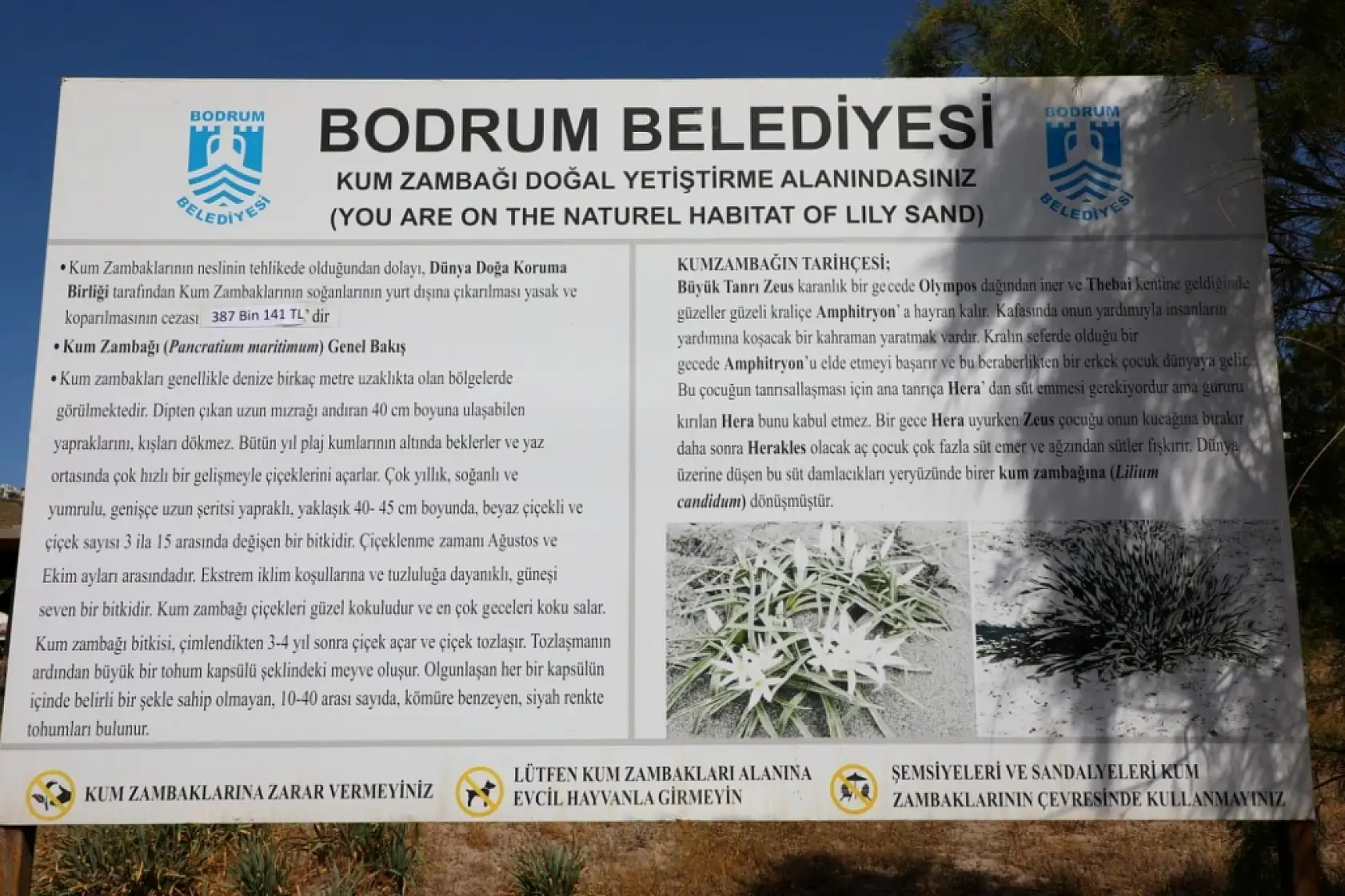 Muğla'da bu çiçeği koparmanın cezası 387 bin TL