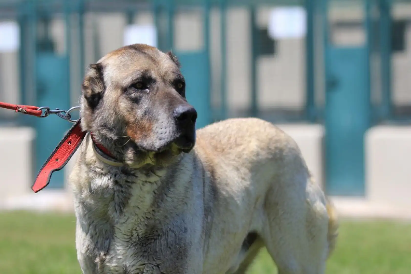 Yavrusunun fiyatı 17 bin 400 lira ve sahip olmak için 6 ay sıra bekleniyor