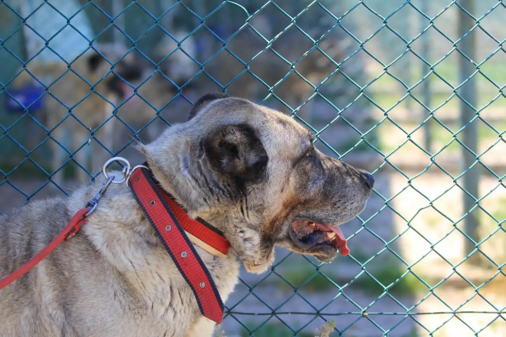 Yavrusunun fiyatı 17 bin 400 lira ve sahip olmak için 6 ay sıra bekleniyor