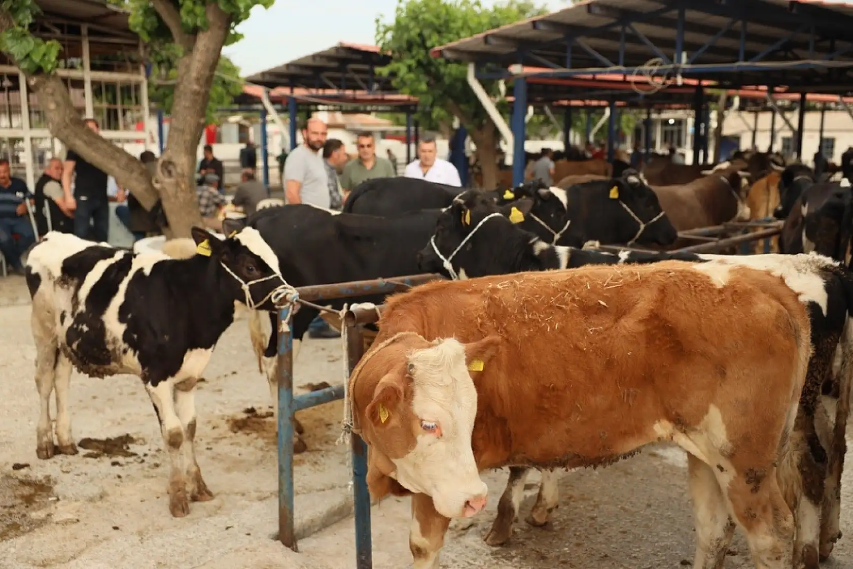 Muğla'da kurban kesim ücretleri belli oldu