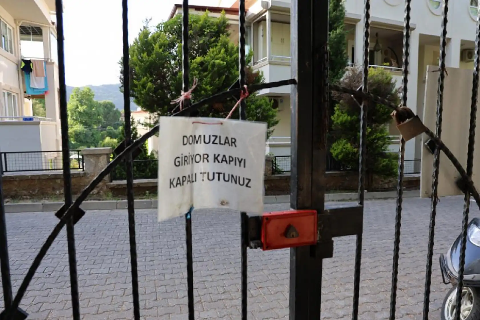 Marmaris'te vatandaşı canından bezdiren domuzlar, şimdi de mezarları tahrip etmeye başladı